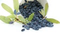 Blue Honeysuckle berries isolated on white background