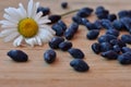 Blue honeysuckle berry sprinkled on a beige scratched wooden table with chamomile flower