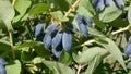 Blue honeysuckle edible, also Honeyberry, Blue-berry, Haskap berry. Royalty Free Stock Photo