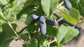 Blue honeysuckle Lonicera caerulea var. Edulis edible, large-fruited high-yielding grade  DAUGHTER OF VELICAN Royalty Free Stock Photo