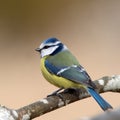 Blue hood (Parus caeruleus) Royalty Free Stock Photo