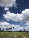 Blue Horizon Bliss: The Majesty of a Clear Sky Over the Savannah