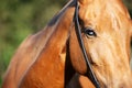 Blue horse eye of Akhalteke mare. close up