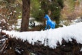 Blue horse toy snow.