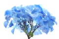 Blue hortensia Royalty Free Stock Photo