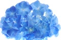 Blue hortensia