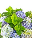 Blue hortensia. beautiful hydrangea on white