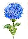 Blue Hortensia flower