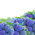 Blue hortensia flowers border