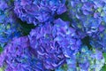 Blue hortensia flowers