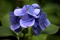 Blue hortensia hydrangea