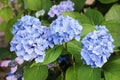 Blue Hortensia hydrangea in the garden Royalty Free Stock Photo