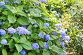Blue Hortensia hydrangea in the garden Royalty Free Stock Photo