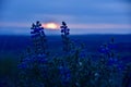Blue Hour Beauties: Lupine at Sunset on the Horse Heaven Hills