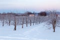 Blue hour view of rural landscape with rows of bare apple trees and red-roofed barns in snowy fields