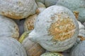 Blue Hubbard Squash Royalty Free Stock Photo