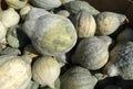 Blue Hubbard squash, Cucurbita maxima 'Blue Hubbard'