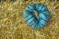 Blue Hubbard squash on a haybale