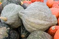 Blue hubbard squash at the market