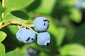 Blue huckleberry Royalty Free Stock Photo