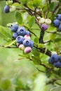 Blue huckleberry bush Vaccinium corymbosum ripening berries blueberry plant in garden vertical shot Royalty Free Stock Photo