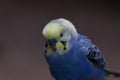 Blue hues of shell parakeet in Florida