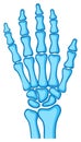 Blue Human Hand Skeleton Anatomy Bone Structure Illustration Vector Artwork Royalty Free Stock Photo