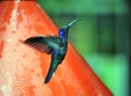 Blue Humming Bird about to feed Royalty Free Stock Photo