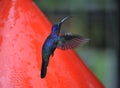 Blue Humming Bird about to feed Royalty Free Stock Photo