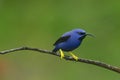 Blue hummingbird with bright yellow feet on branch