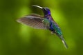 Blue hummingbird in fly, Costa Rica