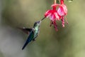 Blue hummingbird Violet Sabrewing flying