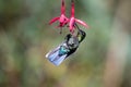 Blue hummingbird Violet Sabrewing flying