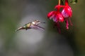 Blue hummingbird Violet Sabrewing flying