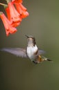 Blue hummingbird Violet Sabrewing flying next to beautiful red flower.