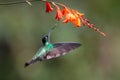 Blue hummingbird Violet Sabrewing flying next to beautiful red flower.