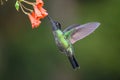 Blue hummingbird Violet Sabrewing flying next to beautiful red flower. Royalty Free Stock Photo