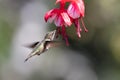 Blue hummingbird Violet Sabrewing flying next to beautiful red flower.