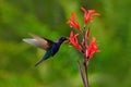 Blue hummingbird Violet Sabrewing flying next to beautiful red flower, blurred green flower garden in background. Bird in the Royalty Free Stock Photo