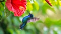 Blue hummingbird Violet Sabrewing flying next to beautiful red flower. Generative Ai Royalty Free Stock Photo