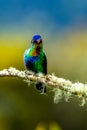 Blue hummingbird Violet Sabrewing flying next to beautiful red flower. Tinny bird fly in jungle.