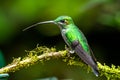 Blue hummingbird Violet Sabrewing flying next to beautiful red flower. Tinny bird fly in jungle.