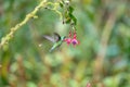 Blue hummingbird Violet Sabrewing flying next to beautiful red flower. Tinny bird fly in jungle. Wildlife in tropic Costa Rica. Royalty Free Stock Photo