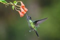 Blue hummingbird Violet Sabrewing flying next to beautiful red flower. Tinny bird fly in jungle. Wildlife in tropic Costa Rica. Royalty Free Stock Photo