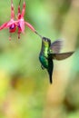 Blue hummingbird Violet Sabrewing flying next to beautiful red flower. Tinny bird fly in jungle. Wildlife in tropic Costa Rica.