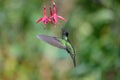 Blue hummingbird Violet Sabrewing flying next to beautiful red flower. Tinny bird fly in jungle. Wildlife in tropic Costa Rica.