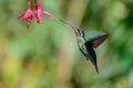 Blue hummingbird Violet Sabrewing flying next to beautiful red flower. Tinny bird fly in jungle. Wildlife in tropic Costa Rica. Royalty Free Stock Photo