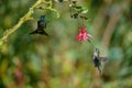 Blue hummingbird Violet Sabrewing flying