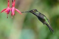 Blue hummingbird Violet Sabrewing flying