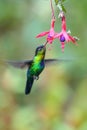 Blue hummingbird Violet Sabrewing flying next to beautiful red flower. Tinny bird fly in jungle. Wildlife in tropic Costa Rica. Royalty Free Stock Photo